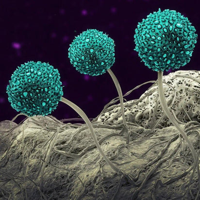 White Garden Fungus Identification: Understanding the Difference Between Mildew and Mould - Bean Bags R Us